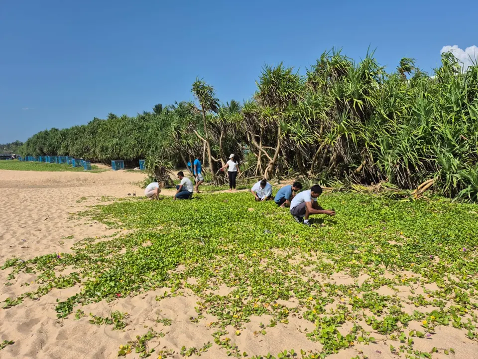 Pandanus planting along the coast at Induruwa